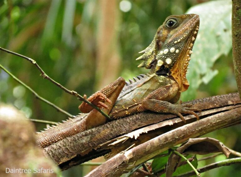 Boyds Forest Dragon Daintree Safaris