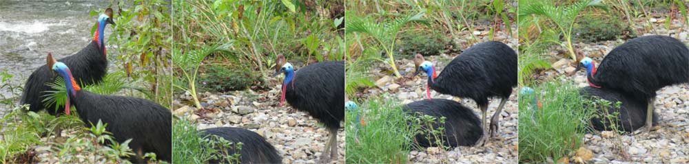 Mating Southern Cassowaries
