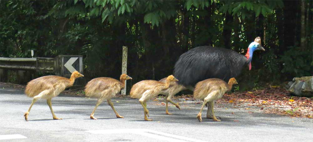Male Southern Cassowary taking care of five chicks