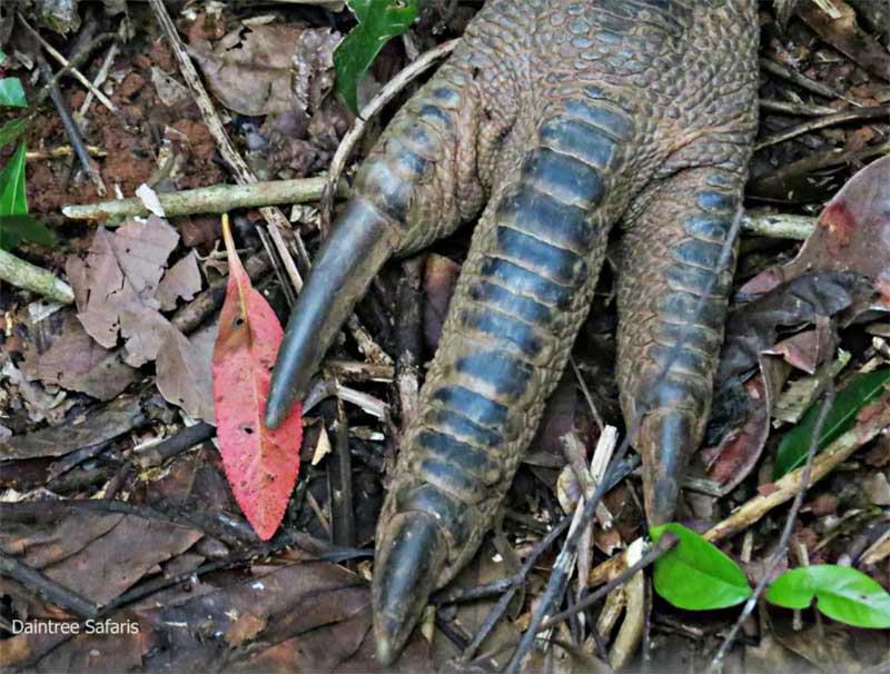 Southern Cassowary foot