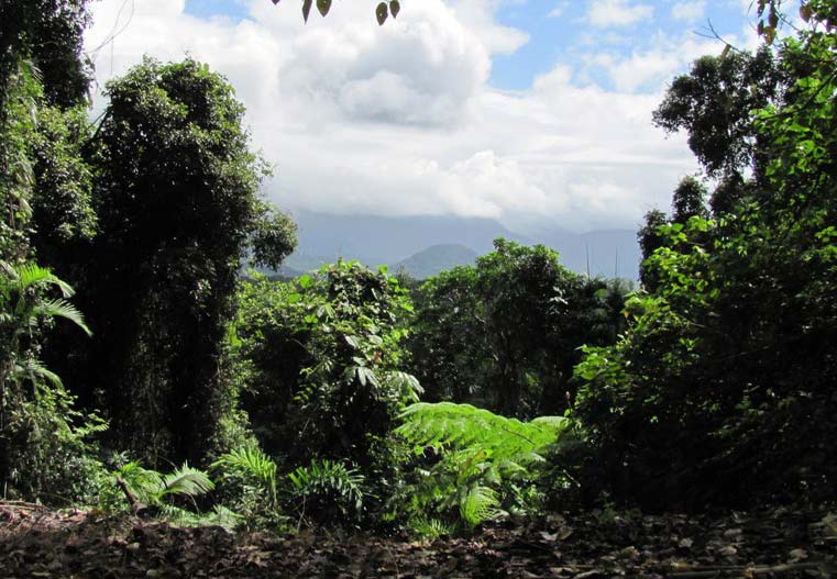 daintree safari tours