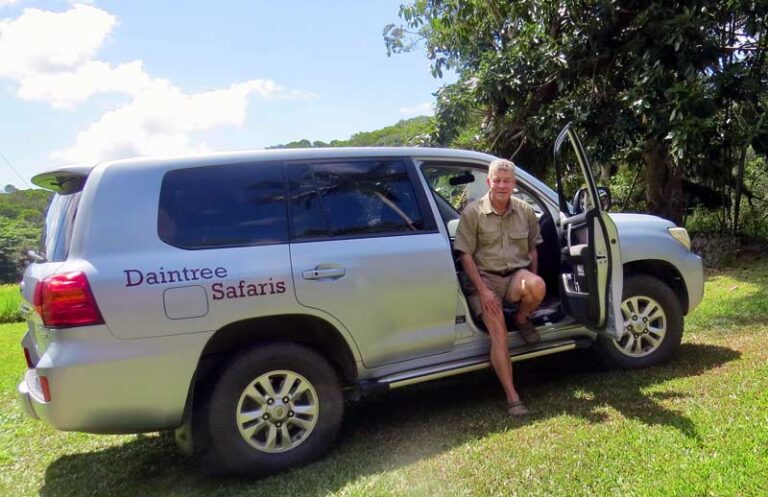 daintree safari tours