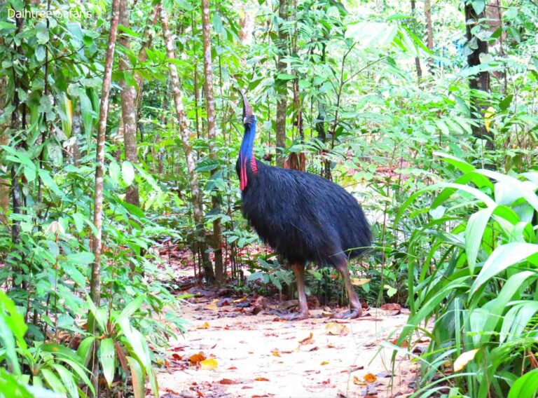 Daintree Safaris Southern Cassowary