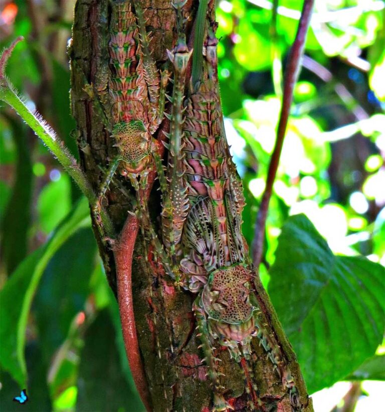 Prickly Katydid (Phricta spinosa)