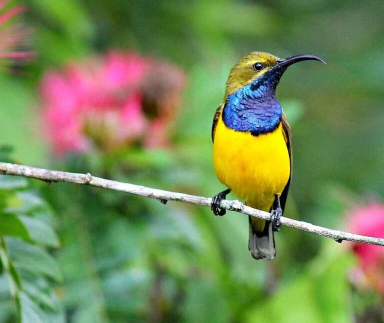 Olive Backed Sunbird