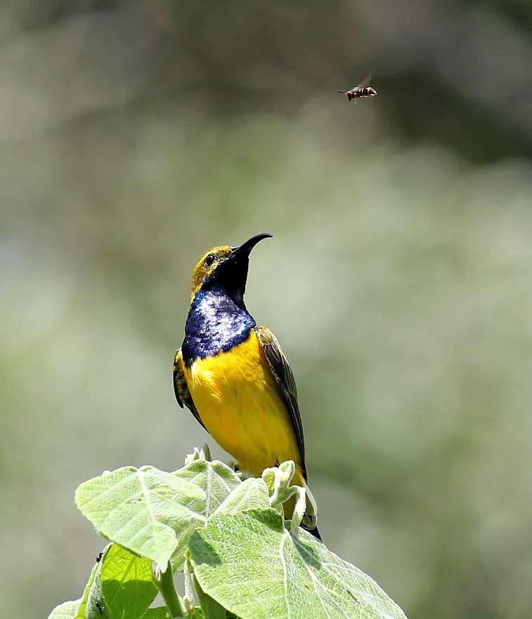 Male Olive-backed Sunbird watching a fly