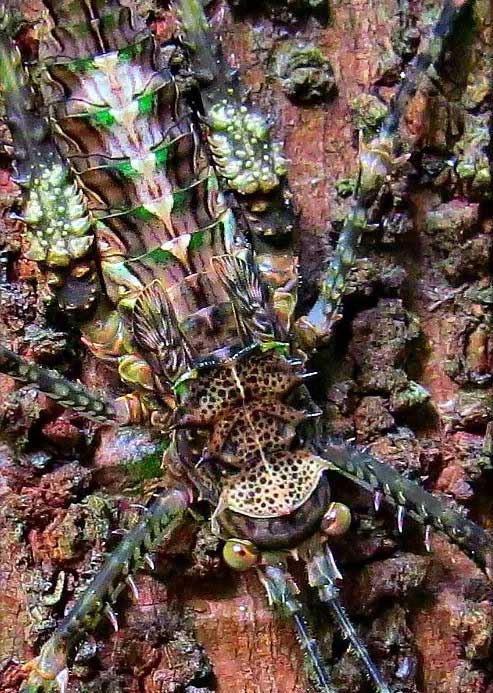Prickly Katydid (Phricta spinosa)