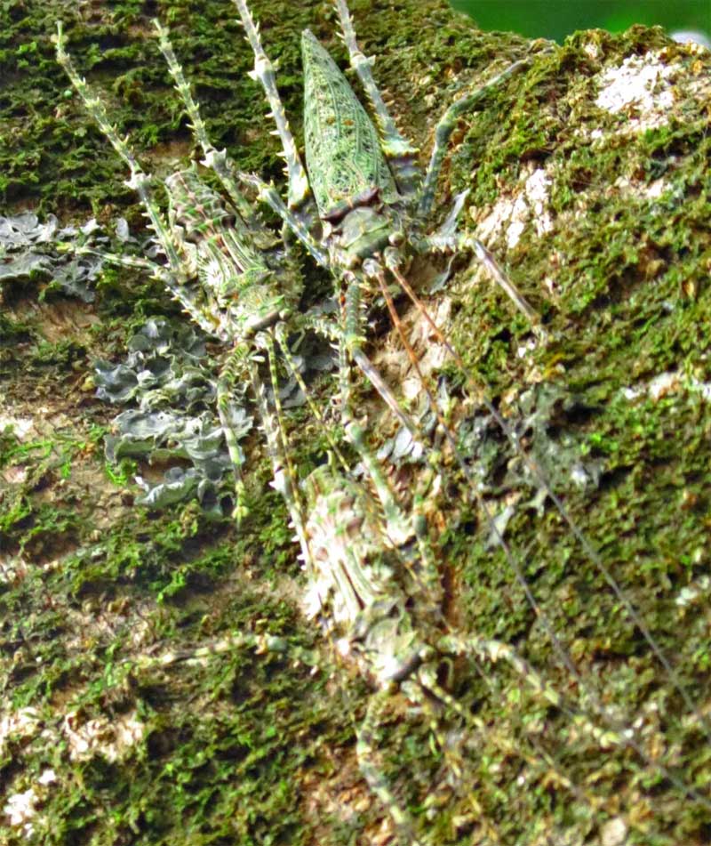 Prickly Katydid