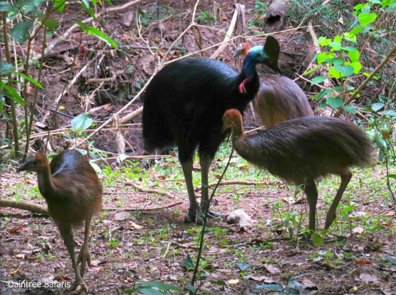 Southern Cassowary Father and chicks