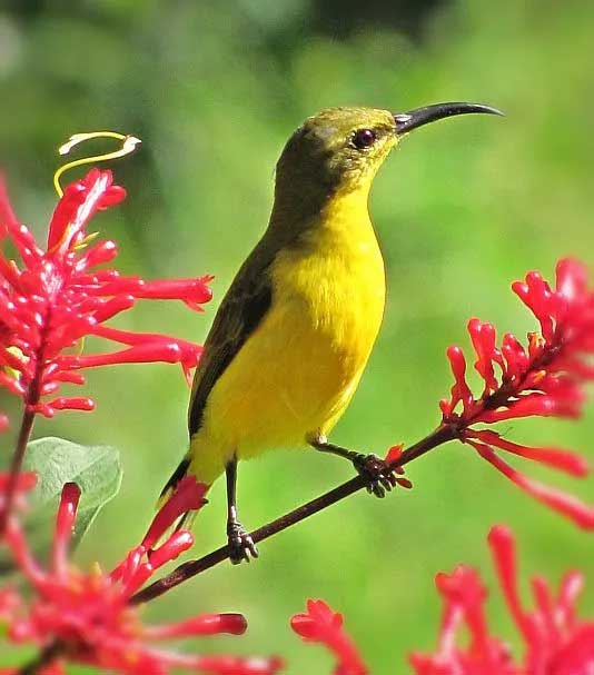 Olive-backed Sunbird female