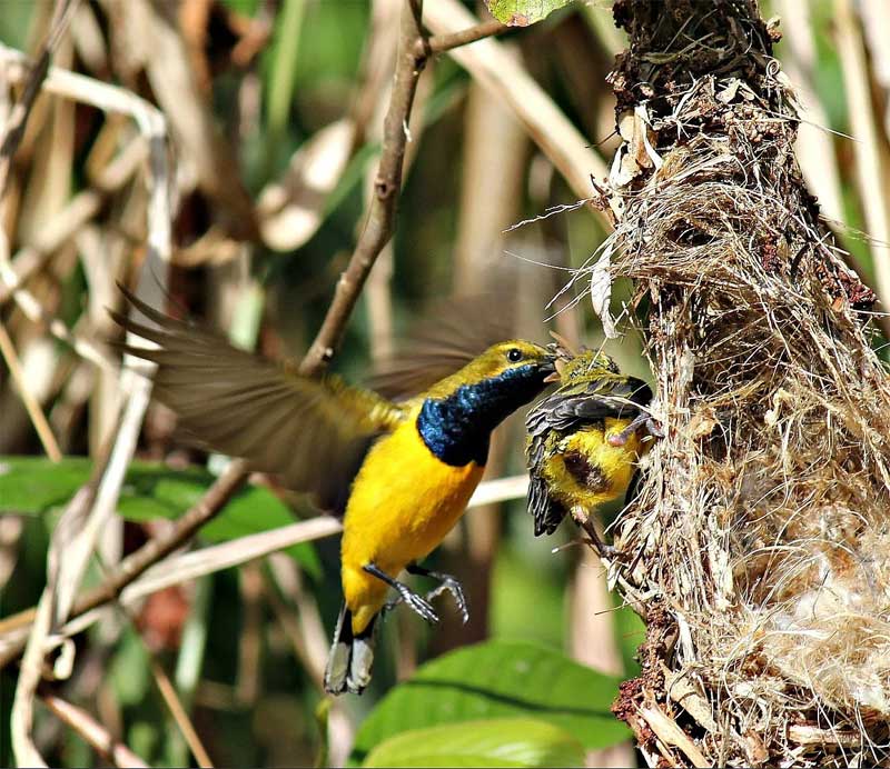 Male Olive-backed Sunbird feeding his chick