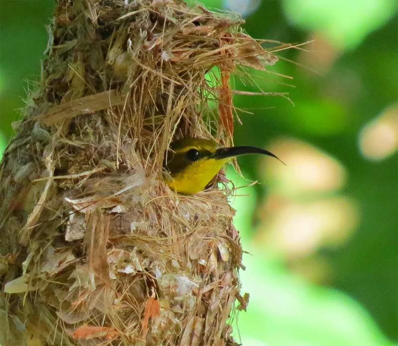 Olive-backed Sunbird in her nest